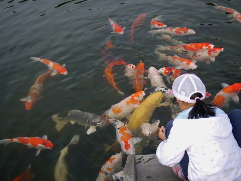 🏞️ 세 가지 경치의 정원 (산케이엔) 이미지 3